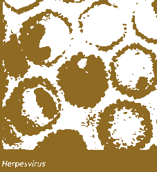 MICROSCOPIC VIEW OF THE HERPES VIRUS