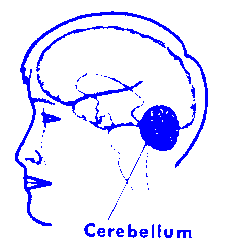 the cerebellum