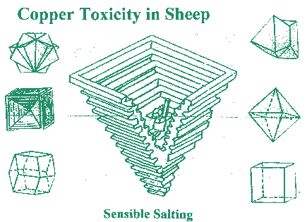 copper toxicity in sheep !!